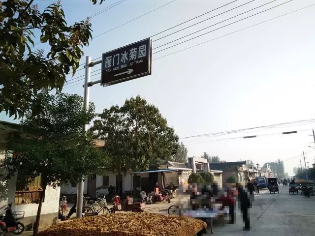 如何找到云臺(tái)冰菊？怎樣找到云臺(tái)冰菊？